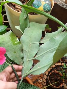 Brahma Kamal