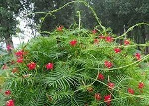 Cypress Vine/ Ganesh Vel Seeds