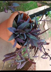 Combo Of 5 Plants