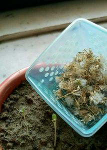 Plant Sprouts