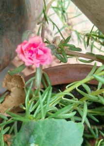 Combo Rose With Lots Of Freebies Only For Punekar