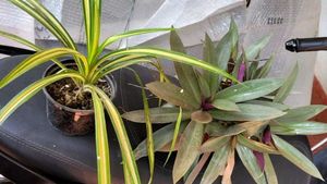 Set 2 Moses IN Cradle & Pandanus veitchii Plant 🪴