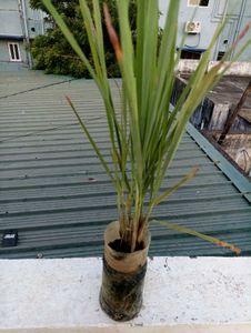 Beautiful 3 Plants For ₹100
