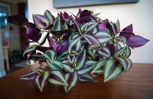 4 Diff Plant Aglaonema Red Emerald