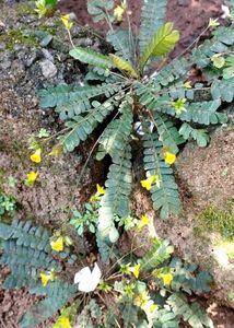 Lakchana/Lajalu /Mukkutti Medicinal Plant