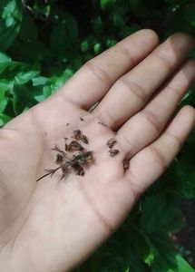 थाई बेसिल (Thai Basil / Ocimum basilicum
