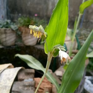 Vaijantimaala For God Krishna