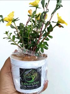3 Plants With Pot