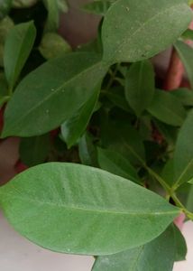 5 Jamun Plants