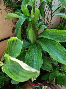 Healthy Insulin/ Sugar Live Plant Stem Cuttings