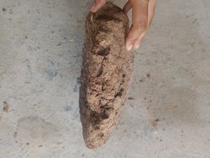 Organic Fertilizer Cow Dung Cake Pack Of 5