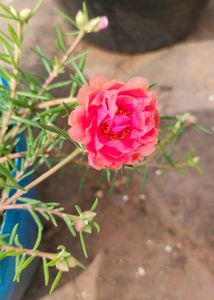 Table Rose 10 Colour