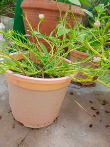 Naubajiya /Portulaca, 9 O Clock white Plant Heart plant Combo Offer