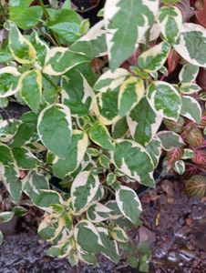 Variegated Mint Plant