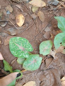 rare red veined Caladium and syngonium
