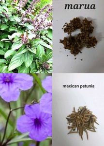 Plants And Seeds
