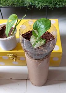 Three healthy saplings with roots and snake plant