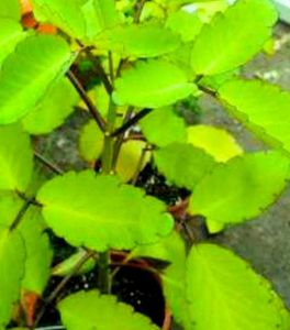 Medical Plant Patharchatta