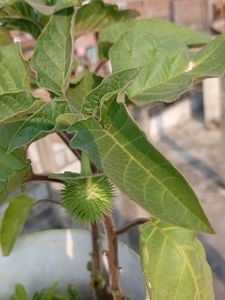 Dhatura Shankar Priye