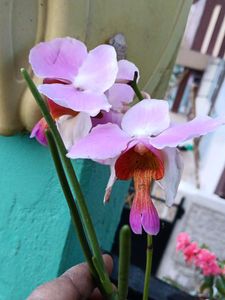 Limited Stock Orchids Plants
