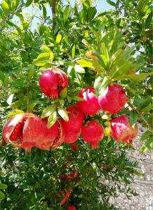 Manjuu Big Size Pomegranate Live Plant Dalim Punic