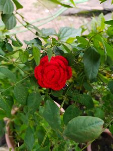 Red Rose Hair Clip