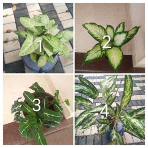 You Can Select 15 Live Root Plants