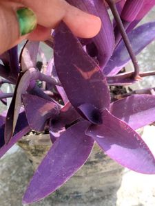 Tradescantia Pallida &#39;Purple Heart&#39; Plant