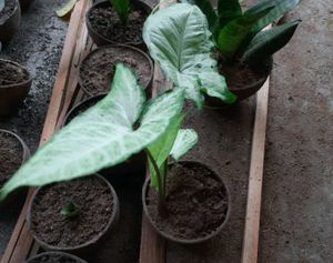 Arrowhead plant