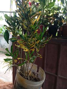 Croton Plant