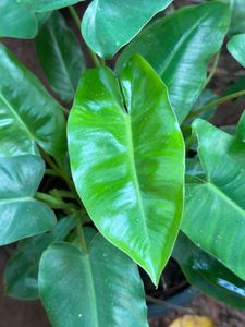 10 Live Root Plants