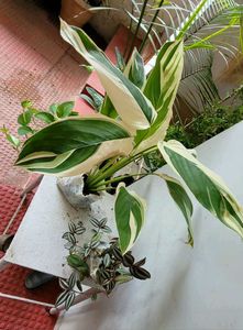 Set 2 Nevenever &amp; Zabronic Plants🌵