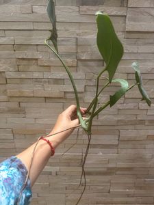 monstera deliciosa Swiss Cheese Plant Live Roots