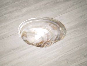 mother of pearl shell