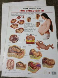 The Child Birth Chart 24