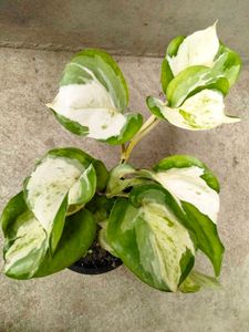 Assorted Beautiful Leaves Combo Plants