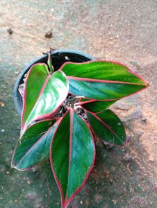 combo of Cordyline fruticosa and aglaonema Chinese