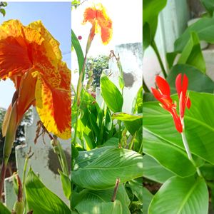 Combo of 7 flowers plants Canna indica, 10 seedsCa
