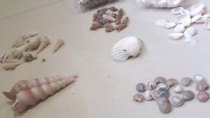 Sea Shells And Accessories