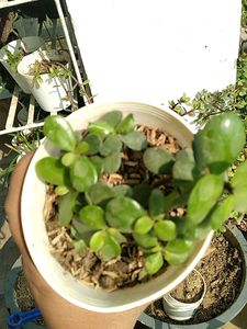 Jade With Pot Rooted