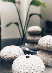 RARE - Beautiful Original Shells