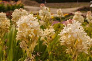 Rajnigandha 2 Bulbs