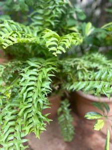 Boston Fern Full Rooted