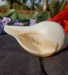 Shankh/Conch Shell