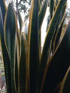 Sansevieria Snake Plant