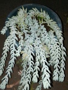 donkey tail