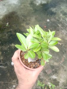 Adenium Arabicum (Godji SMS)