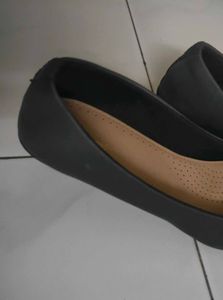 Gray Wedge Bellies