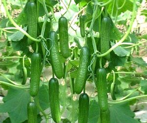 Hybrid Britney Cucumber