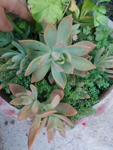 Live SUCCULENT Plant